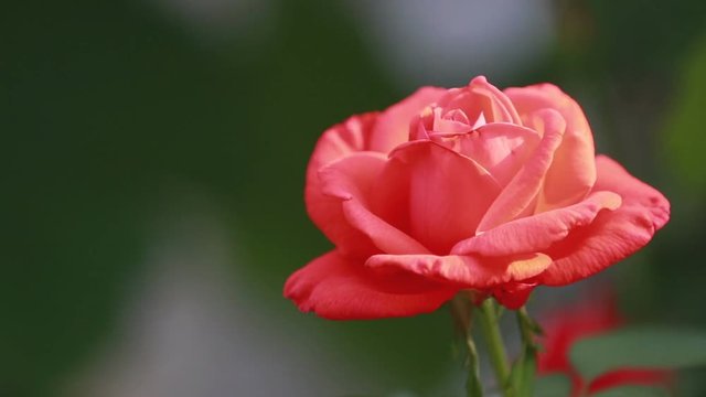 Beautiful pink red flowers in the garden. Rose close up, dynamic scene, toned video, 50fps