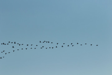Geese Flying South for Winter