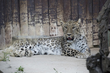 Leopardo macho descansando en cautividad © Azahara
