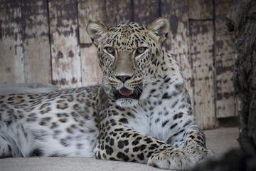 Leopardo macho descansando en cautividad