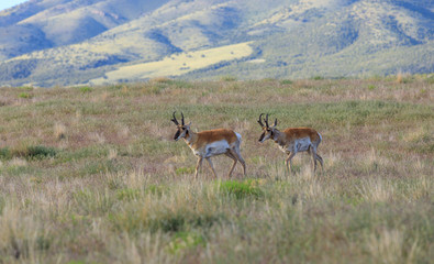 Pronghorn Antelope Bucks