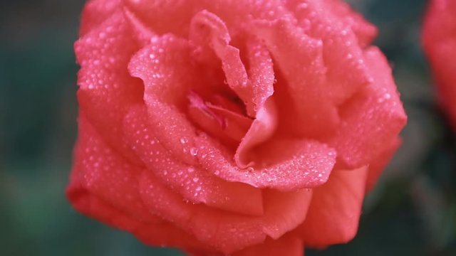 Beautiful pink red flowers with water drops in the garden. Rose in the rain dew, close up, dynamic scene, toned video, 50fps
