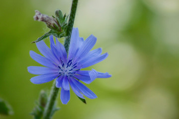 chicory