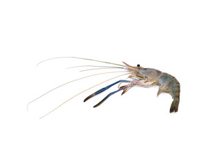 Giant freshwater prawn, Fresh shrimp isolate on white background