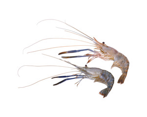 Giant freshwater prawn, Fresh shrimp isolate on white background