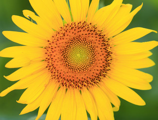 Obraz premium A sunflower in full bloom, outside