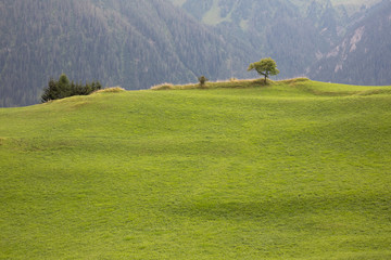 Alleinstehender Baum