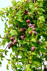 The small purple fruits on a scrub twigs. Plums ripening on a branch.