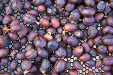 Raw coffee beans roasting to see the texture, business coffee concept