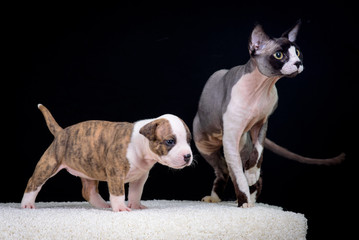 A puppy and a bald cat.