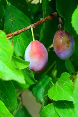 Juicy ripe plums on a scrub branch.The small purple fruits close up. 