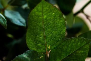 Leaves from a pink Bush