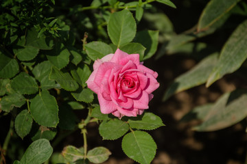 Pink rose close-up on blurred garden background