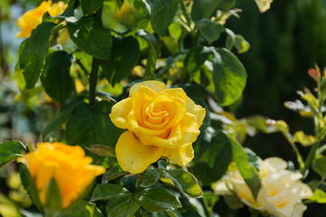 Bush with yellow roses