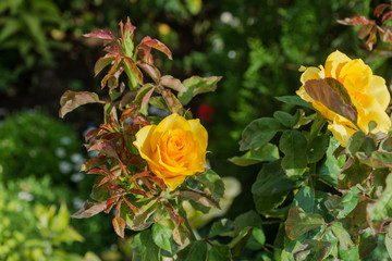 Bush with yellow roses