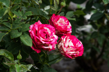 Three beautiful multi-colored roses on a blurred garden background