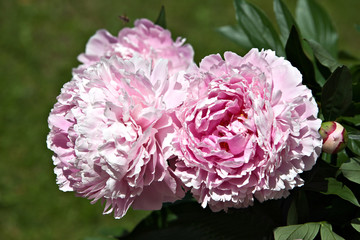 Shrub pink peonies in the garden