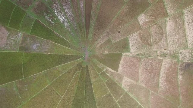 spider rice field. Aerial shot in ruteng. indonesia.