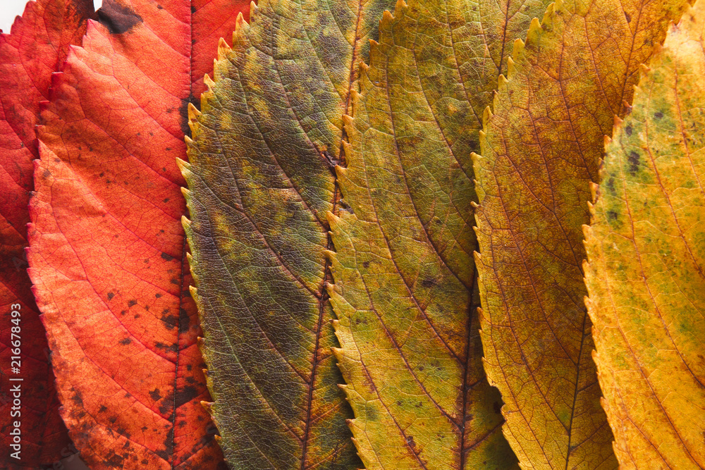 Wall mural Autumn seasonal background, colourful ash leaves