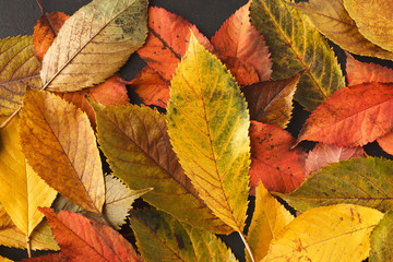 Autumn seasonal background, colourful ash leaves
