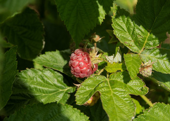 Raspberry on a twig