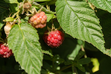 Raspberry on a twig