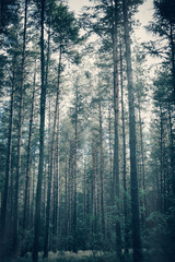 Fototapeta premium Foggy, moody forest with tall trees.