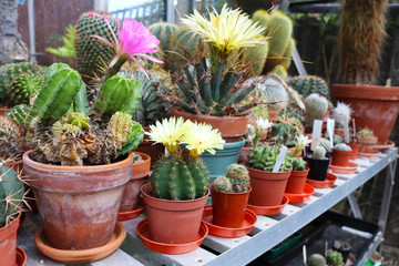 Fototapeta na wymiar Collection of flowering potted cacti in a greenhouse