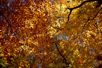 Blick in die Baumwipfel mit herbstlich bunten Laub