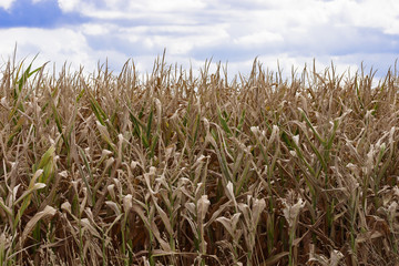 Die Maispflanzen haben die Trockenheit in diesem Sommer nicht überstanden