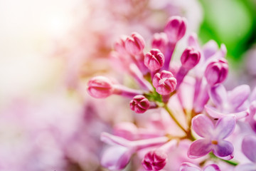 Fototapeta na wymiar Blooming bright lilac buds close-up.