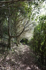 Fototapeta premium Interesting tree path