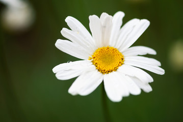 Obraz premium White Daisy Flower