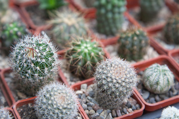 Different types of succulents and cactuses in pots