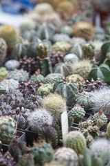 Different types of succulents and cactuses in pots