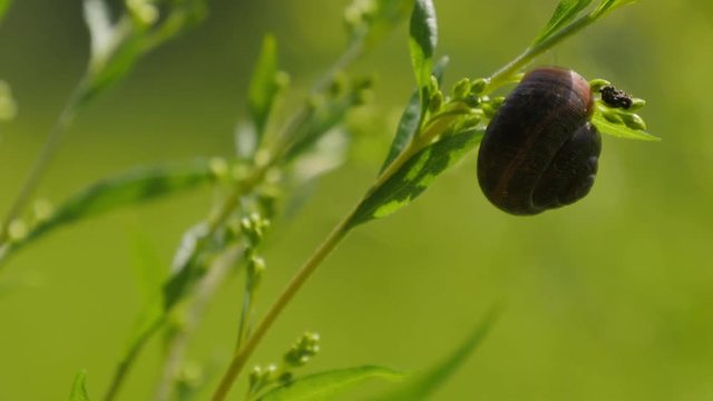 Snail On High Grass
