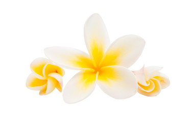 frangipani flower isolated