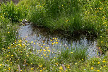 Water puddle on a wild green meadow, natural background