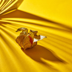Close up view of yellow ripe, juicy physalis single fruit with striped shadows on a yellow background, soft focus