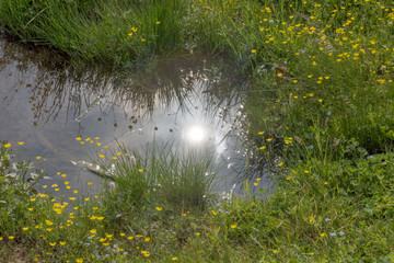 Water puddle on a wild green meadow, natural background