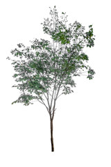 Isolated Simple normal tree on white background, set of tree collection