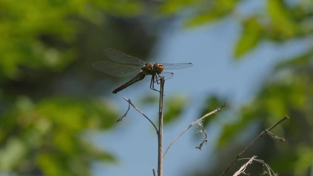 Dragonfly On A Branch On Green Plant