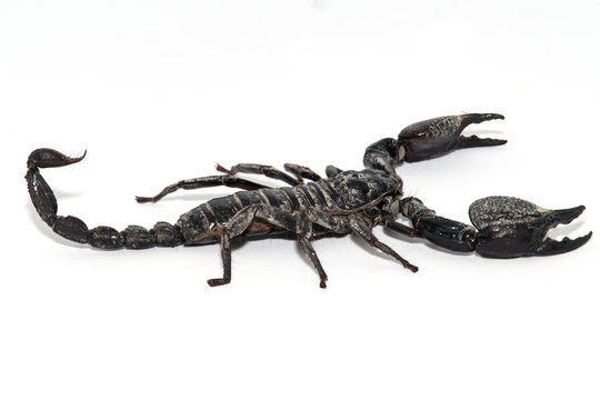Black scorpion isolated on white background