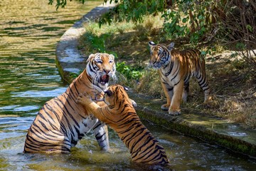 Fototapeta na wymiar Water pleasures of Malaysian tigers. Dangerous animal.