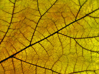 Nahaufnahme eines Blattes in Herbstfarben