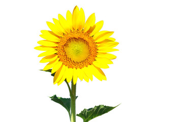 Isolated sunflower on white background