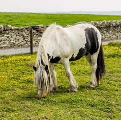 ireland horse - 216682085