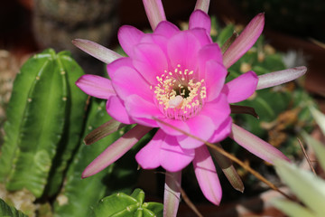 Pink flower of cactus echinocereus viereckii moricalii