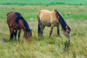 Obraz na płótnie Canvas couple of horses grazing on the field