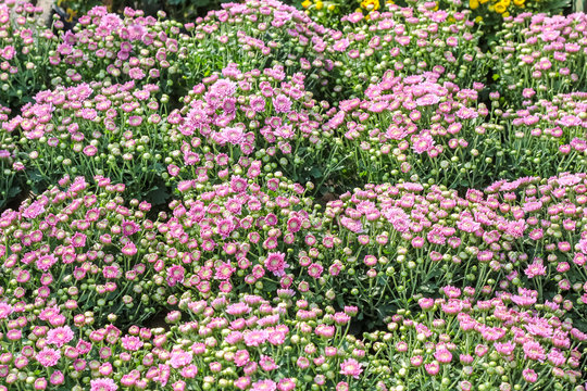 Various of colorful fancy flowers, gypso, benjamas flower